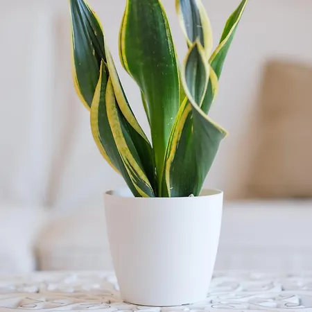 Apartmán Casa Dorotea *