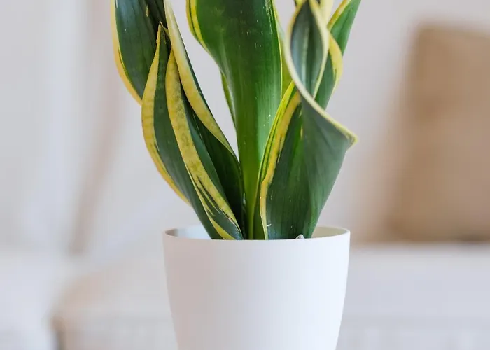 아파트 Casa Dorotea *